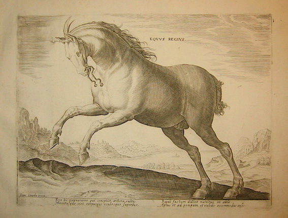 Stradanus Johannes (da un disegno di) Equus regius 1580 ca. Anversa